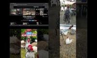 Thumbnail of Up to faster 35 Parison to Hen & Rooster