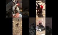 Thumbnail of Up to faster 4 parison to Hen & Rooster