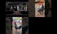 Thumbnail of Up to faster 44 Parison to Hen & Rooster