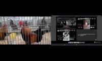 Thumbnail of Up To Faster 45 Parison To Hen & Rooster