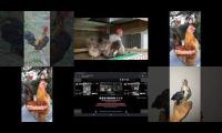 Thumbnail of Up to faster 52 parison to Hen & Rooster