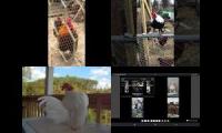 Thumbnail of Up To Faster 58 Parison To Hen & Rooster