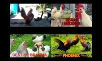 Thumbnail of Up to faster 4 parison to Hen & Rooster v3
