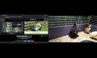 Thumbnail of Up To Faster 70 Parison To Hen & Rooster