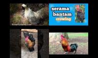 Thumbnail of Up To Faster 4 parison to Hen Rooster v4