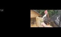 Thumbnail of Up To Faster 84 Parison To Hen & Rooster