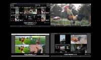 Thumbnail of Up to faster 100 Parison To Hen & Rooster