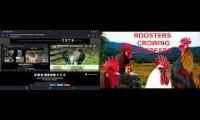 Thumbnail of Up To Faster 86 Parison To Hen & Rooster