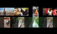 Thumbnail of Hen & Rooster Random Maze