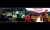Thumbnail of Up To Faster 87 Parison To Hen & Rooster