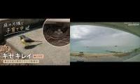 Thumbnail of Amazingearthanimalslivestream