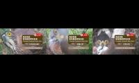 Thumbnail of Eaglecheckitout12345678