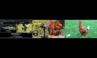 Thumbnail of Up To Faster 89 Parison To Hen & Rooster