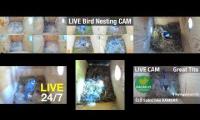 Thumbnail of Amazingearthanimalslivestream