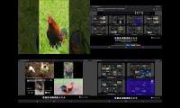 Thumbnail of Hen & Rooster All On One 141 (FINAL)