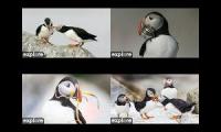 Thumbnail of explore.orgPuffinCams