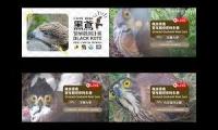 Thumbnail of 2026-06-01台灣鳥類老鷹巢位直播 Crested Goshawk Nest Cam, Taipei, Taiwan　カンムリオオタカの子育て生中継