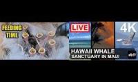 Thumbnail of Amazingearthanimalslivestream