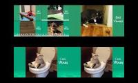 Thumbnail of up to faster 7 to Cat & Dog