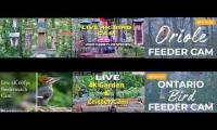 Thumbnail of Amazingearthanimalslivestream