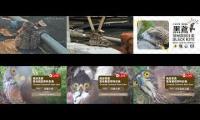 Thumbnail of 2026-06-01台灣鳥類老鷹巢位直播 Crested Goshawk Nest Cam, Taipei, Taiwan　カンムリオオタカの子育て生中継