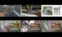 Thumbnail of 2026-06-01台灣鳥類老鷹巢位直播 Crested Goshawk Nest Cam, Taipei, Taiwan　カンムリオオタカの子育て生中継
