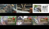 Thumbnail of 2026-06-01台灣鳥類老鷹巢位直播 Crested Goshawk Nest Cam, Taipei, Taiwan　カンムリオオタカの子育て生中継