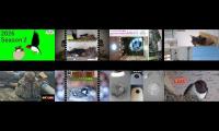Thumbnail of Amazingearthanimalslivestream