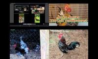 Thumbnail of Up To Faster 262 Parison To Hen & Rooster