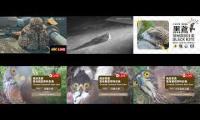 2026-06-01台灣鳥類老鷹巢位直播 Crested Goshawk Nest Cam, Taipei, Taiwan　カンムリオオタカの子育て生中継