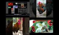 Thumbnail of Up To Faster 10.095 Parison To Hen & Rooster