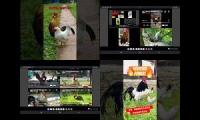 Thumbnail of Up To Faster 10.101 Parison To Hen & Rooster