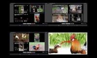 Thumbnail of Up To Faster 45.101 Parison To Hen & Rooster