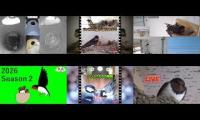 Thumbnail of Amazingearthanimalslivestream