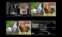 Thumbnail of Up To Faster 273 Parison To Hen & Rooster