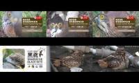 Thumbnail of bird-secure-multiview
