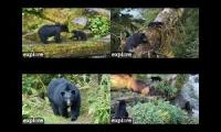 Thumbnail of Tongass Bear Cam 2026