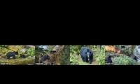 Thumbnail of Alaskan Bears are Live