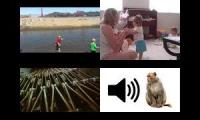 Thumbnail of Angry Monkey Sound Effect Hotdog Beep In Angry Monkey Sound Effect From Ring Around The Rosie Song