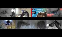 Thumbnail of Amazingearthanimalslivestream