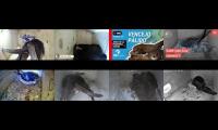 Thumbnail of Amazingearthanimalslivestream