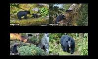 Thumbnail of Anan Bears-Tongass National Forest