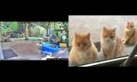 Thumbnail of Amazingearthanimalslivestream