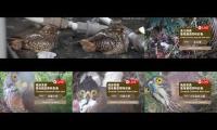 Thumbnail of 2026-06-01台灣鳥類老鷹巢位直播 Crested Goshawk Nest Cam, Taipei, Taiwan　カンムリオオタカの子育て生中継
