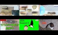 Thumbnail of Amazingearthanimalslivestream