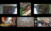Thumbnail of Amazingearthanimalslivestream