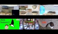Thumbnail of Amazingearthanimalslivestream