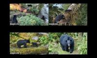 Thumbnail of ANAN BEAR CAM: ALL CAMS