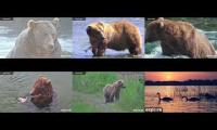 Katmia Bear cams 2026 BF-BFL-RF-RW-KRV-NN