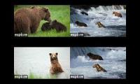 Thumbnail of Brooks Falls 2026 Cameras
